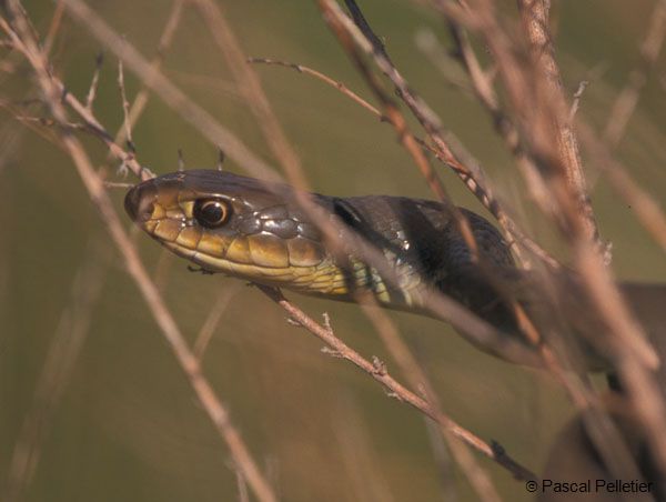 Eastern_Yellowbelly_Racer_1