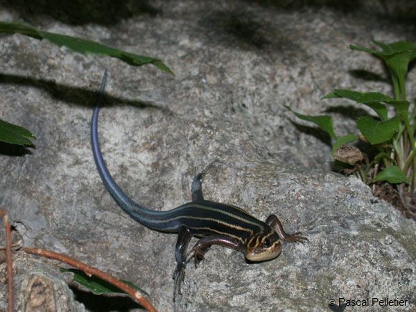 Five-lined_Skink_2