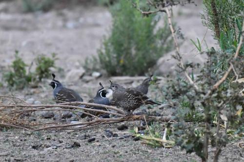 Colins de Californie