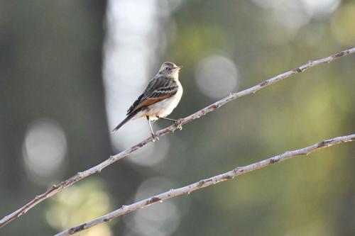 Ada clignot (femelle)