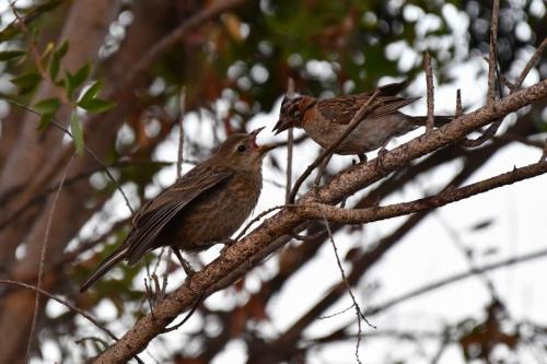 Bruant chingolo (à droite)
