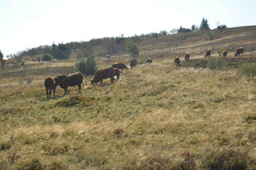 Vaches Salers au col du Béal 1387 m