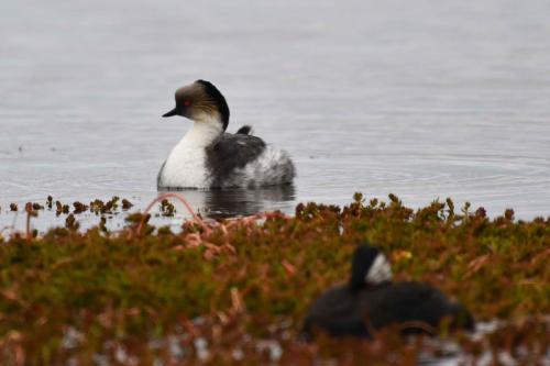 Grèbe aux belles joues