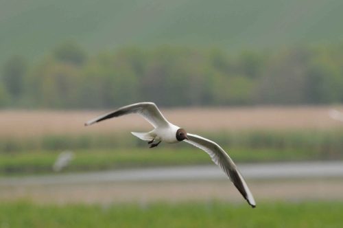 Mouette rieuse