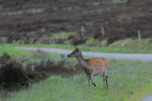 Cerf Sika
