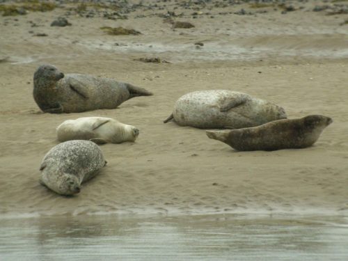 Veaux marins au Loch Fleet
