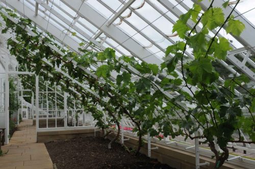 Vignes sous serres