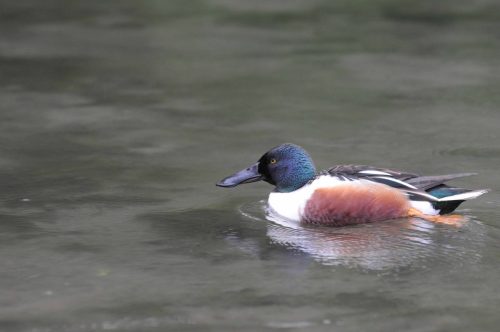 Canard souchet