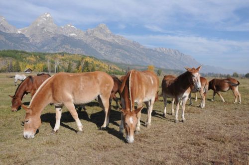 Mules et Chevaux