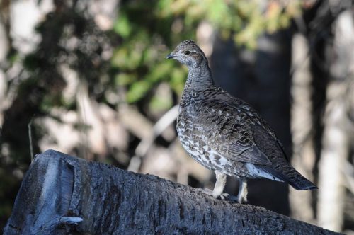 Blue grouse
