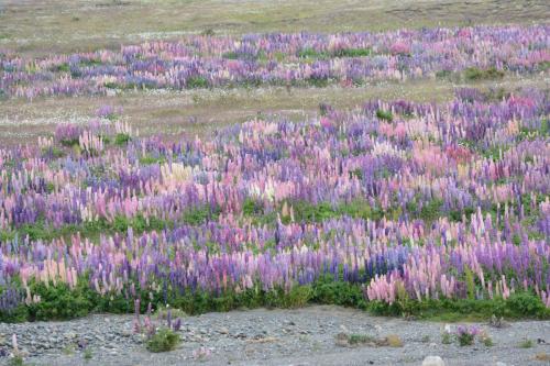 Lupins