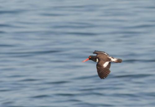 Huitrier d'Amérique 