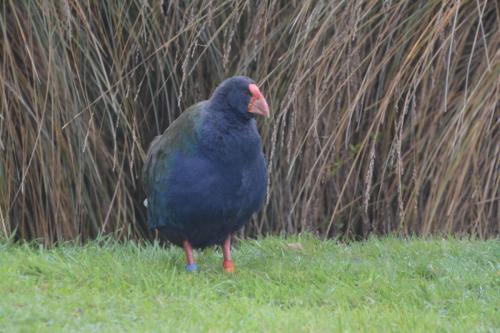 Talève takahé du Sud (en captivité) 
