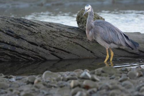 Aigrette à face blanche 