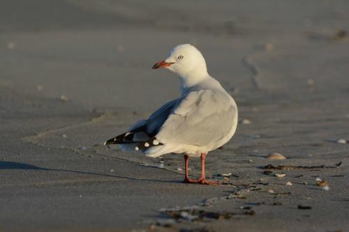 Mouette scopuline