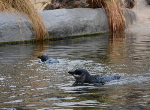 Manchot pygmé à l'aquarium de Napier 