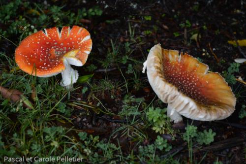Probablement des amanites tue-mouche 