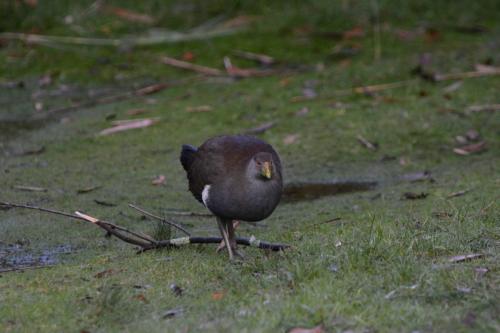 Gallinule de Tasmanie