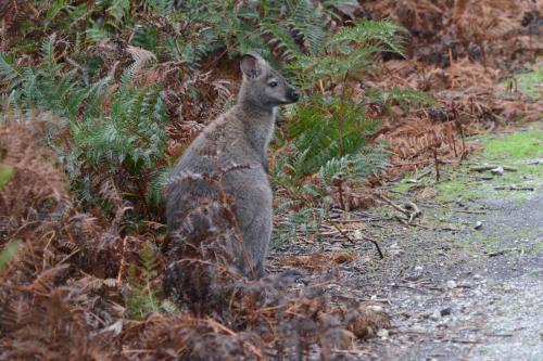 Wallaby de Bennett