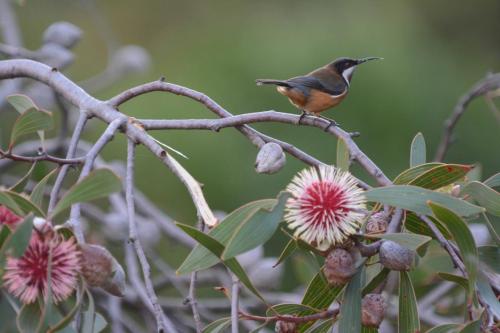 Méliphage à bec grêle