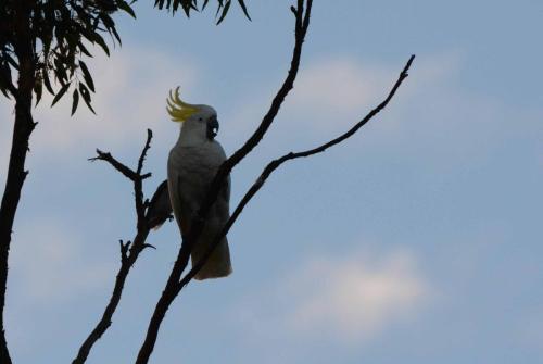 Cacatoès à huppe jaune