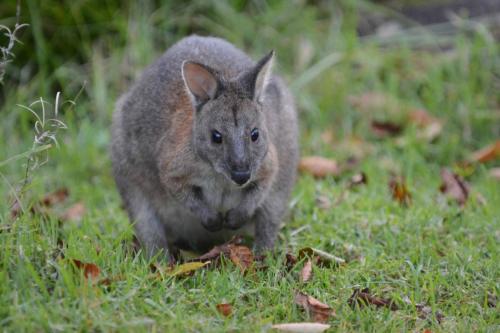 Wallaby à cou roux