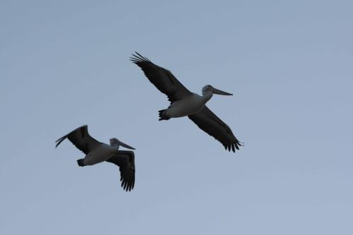 Pélicans à lunettes
