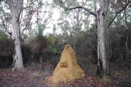 Termitière dans le parc de Gibraltar