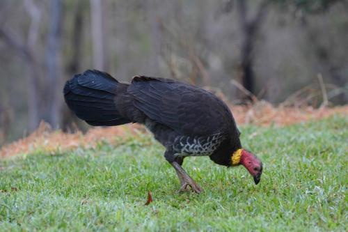 Tallégale de Latham