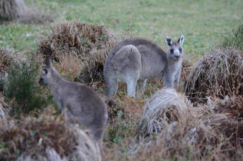 Kangourous prés de la plage de Durras North