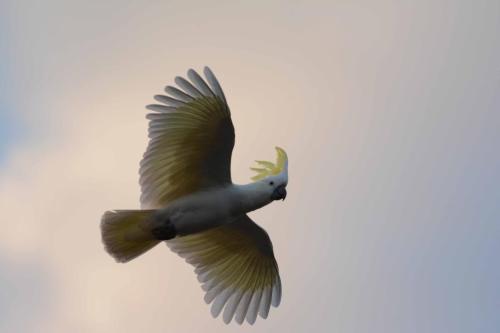 Cacatoès à huppe jaune