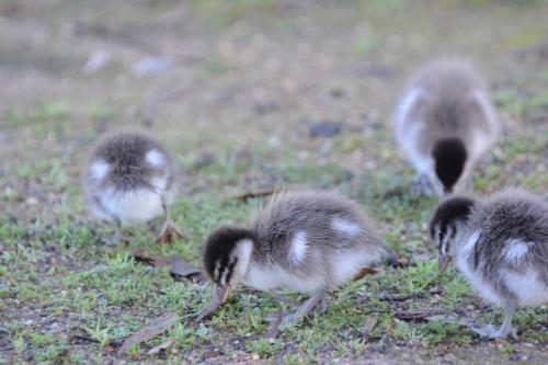 Canetons de Canards à crinière