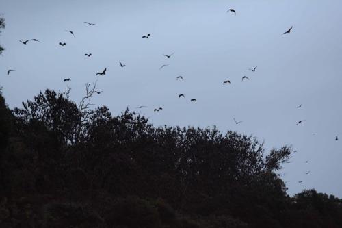 Colonie de Chauve-Souris de Bairnsdale
