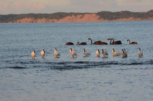 Spatules royales et Cygnes noirs