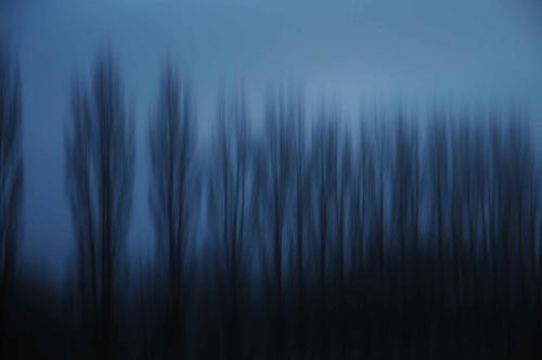 Arbres au lever du jour dans le brouillard