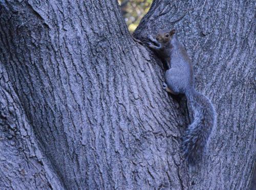 Ecureuil gris dans les jardins du Common