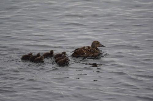 Femelle d'Eider et ses poussins