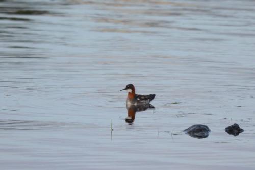 Phalarope à bec étroit