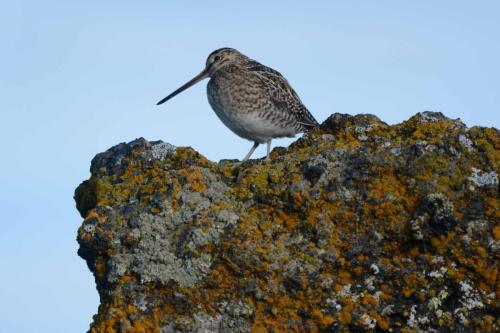 Bécassine des marais
