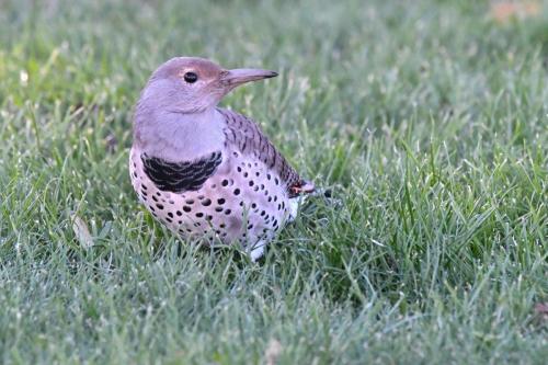 Pic flamboyant de l'Ouest