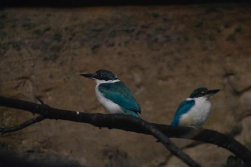 Martin-Chasseur à collier blanc