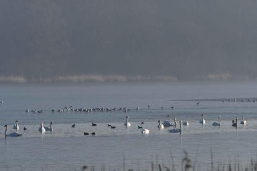 Cygnes tuberculés, Foulques macroules, Mouettes rieuses