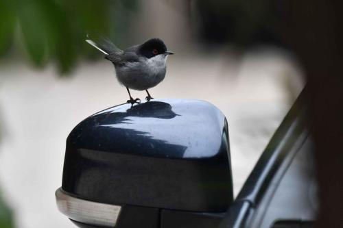 Fauvette mélanocéphale