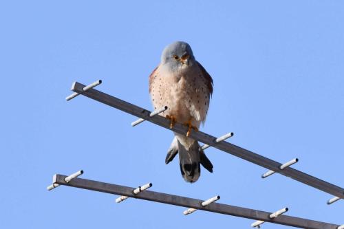 Faucon crécerellette