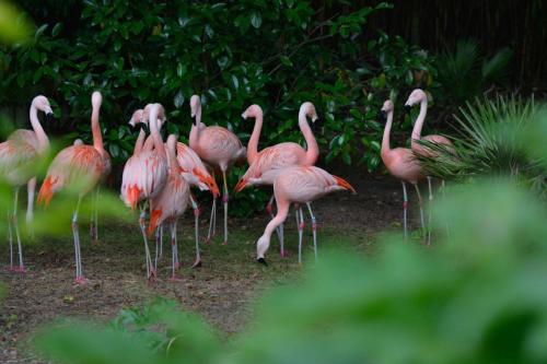 Flamants du Chili