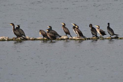 Grands cormorans
