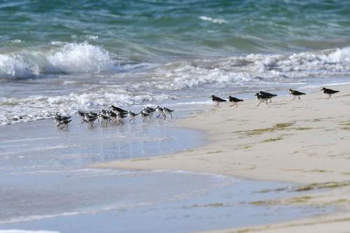 Tournepierres à collier et Bécasseaux Sanderling