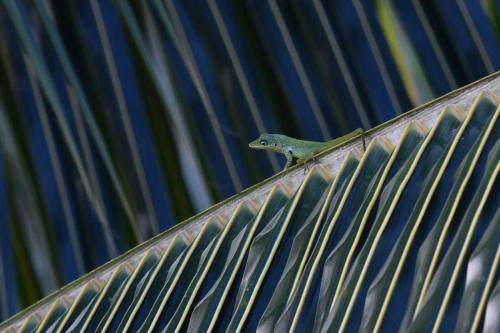 Anolis roquet