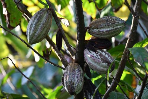 Cacao