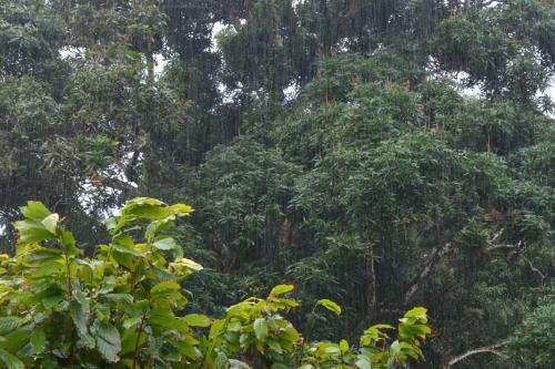 Pluie tropicale